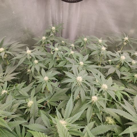 Critical Kush RQS Prolo growlog timeline photo