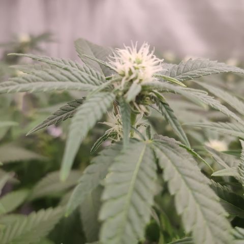 Critical Kush RQS Prolo growlog timeline photo