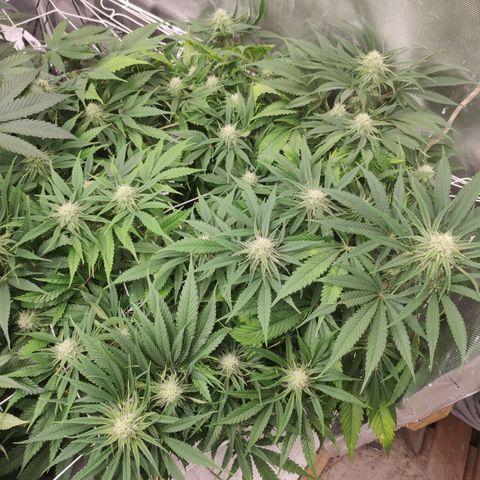 Sugar black rose Prolo growlog timeline photo