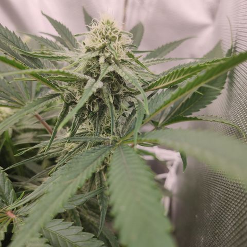Sugar black rose Prolo growlog timeline photo