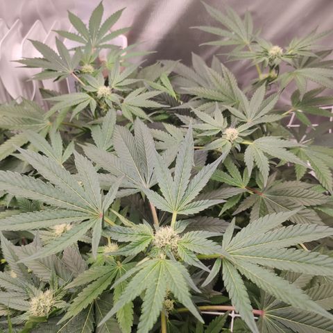 Sunset Paradise Prolo growlog timeline photo