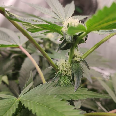 Sunset Paradise Prolo growlog timeline photo