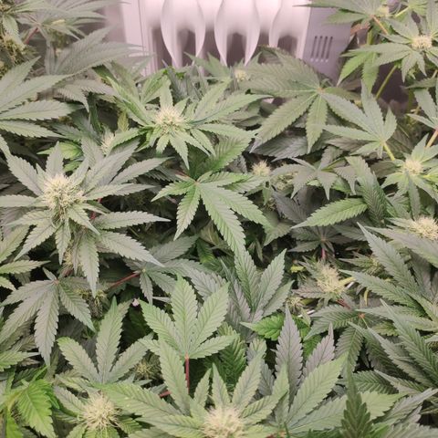 Northern Lights Barney's Prolo growlog timeline photo