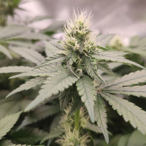Northern Lights Barney's Prolo growlog timeline photo
