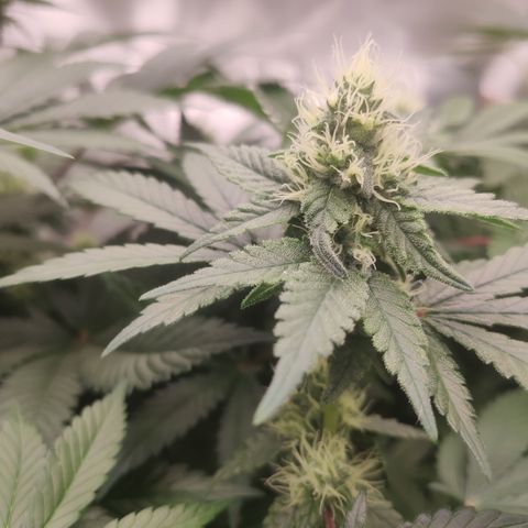 Northern Lights Barney's Prolo growlog timeline photo