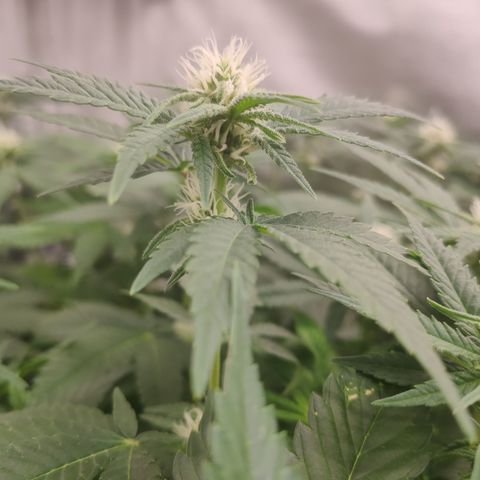 Critical Kush RQS Prolo growlog timeline photo