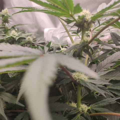 Sunset Paradise Prolo growlog timeline photo