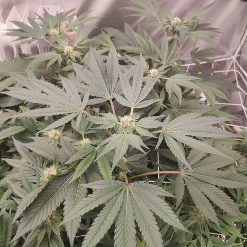 Sunset Paradise Prolo growlog timeline photo