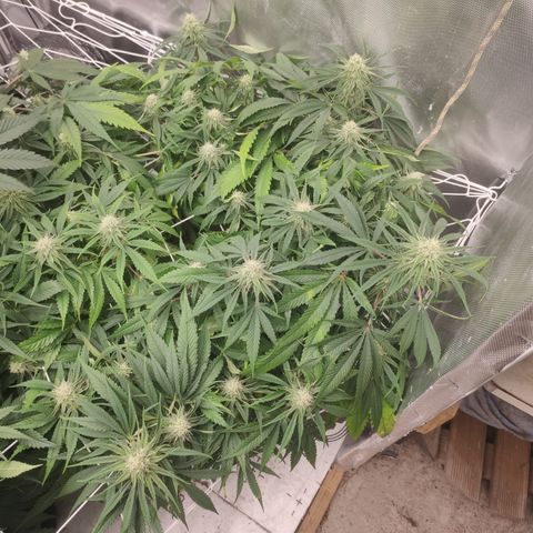 Sugar black rose Prolo growlog timeline photo