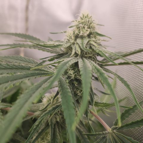 Sugar black rose Prolo growlog timeline photo