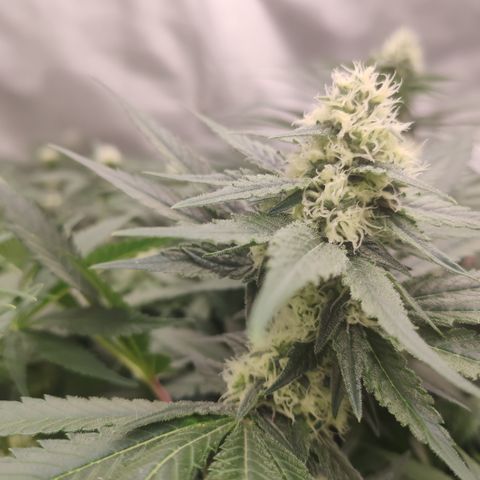Mandarin Punch SS Prolo growlog timeline photo