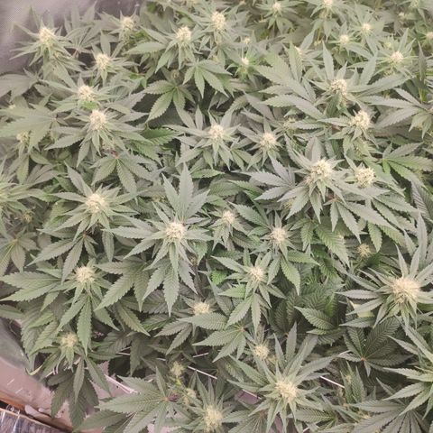 Mandarin Punch SS Prolo growlog timeline photo