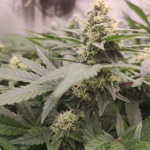 Mandarin Punch SS Prolo growlog timeline photo