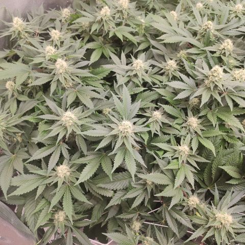 Mandarin Punch SS Prolo growlog timeline photo