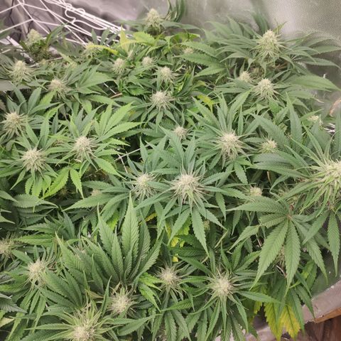 Sugar black rose Prolo growlog timeline photo