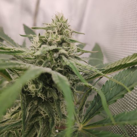 Sugar black rose Prolo growlog timeline photo