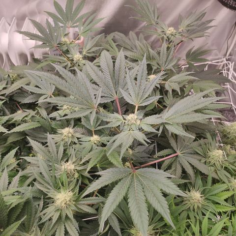 Sunset Paradise Prolo growlog timeline photo