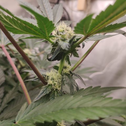 Sunset Paradise Prolo growlog timeline photo