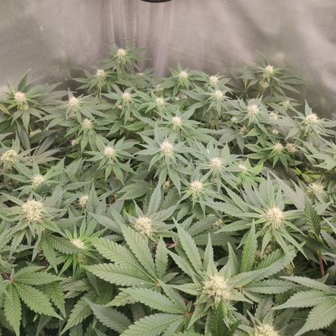 Critical Kush RQS Prolo growlog timeline photo