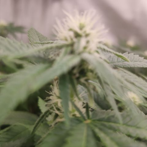 Critical Kush RQS Prolo growlog timeline photo