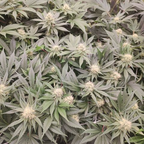 Northern Lights Barney's Prolo growlog timeline photo