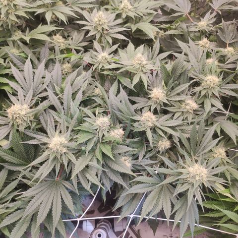 Northern Lights Barney's Prolo growlog timeline photo