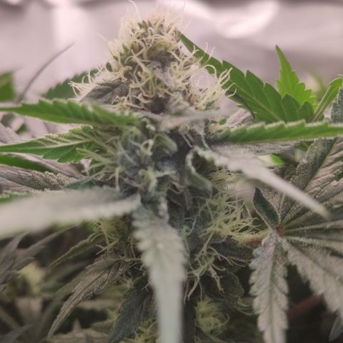 Northern Lights Barney's Prolo growlog timeline photo