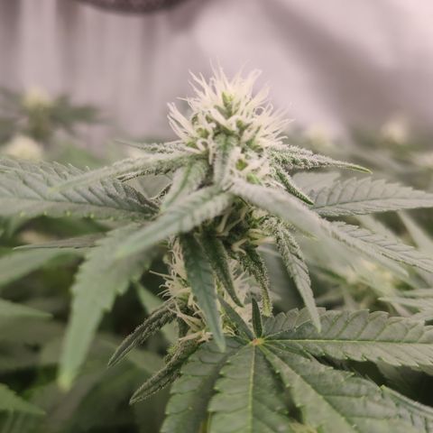 Critical Kush RQS Prolo growlog timeline photo