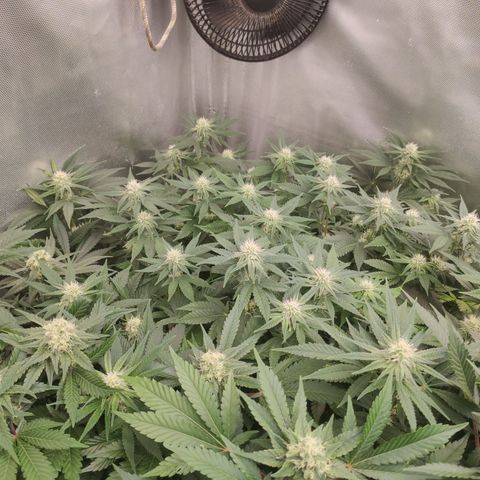 Critical Kush RQS Prolo growlog timeline photo