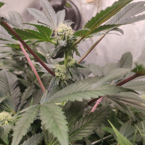 Sunset Paradise Prolo growlog timeline photo