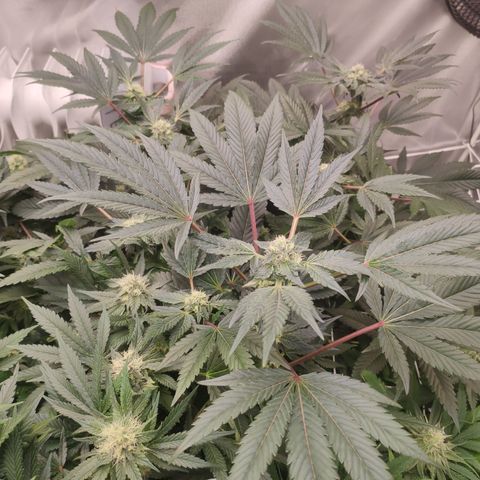 Sunset Paradise Prolo growlog timeline photo