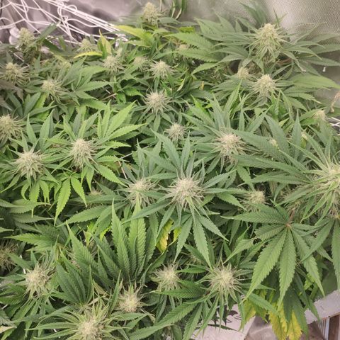 Sugar black rose Prolo growlog timeline photo