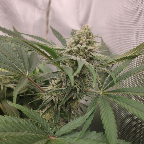 Sugar black rose Prolo growlog timeline photo