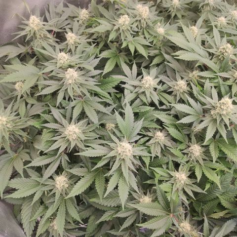 Mandarin Punch SS Prolo growlog timeline photo