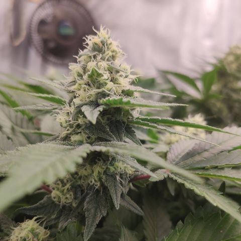 Mandarin Punch SS Prolo growlog timeline photo