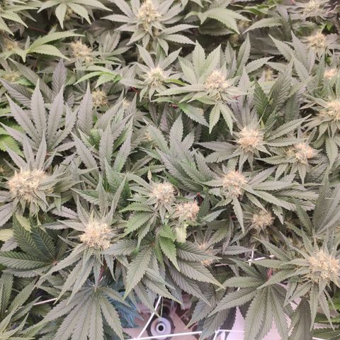 Northern Lights Barney's Prolo growlog timeline photo