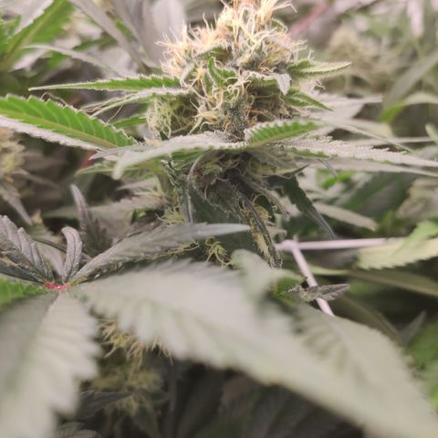 Northern Lights Barney's Prolo growlog timeline photo