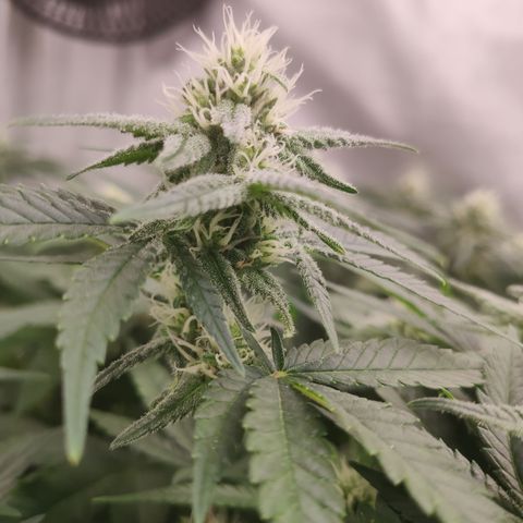 Critical Kush RQS Prolo growlog timeline photo