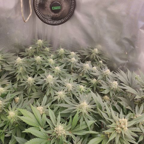 Critical Kush RQS Prolo growlog timeline photo