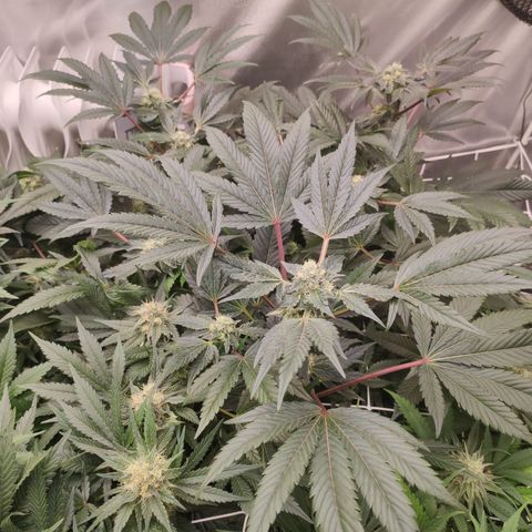 Sunset Paradise Prolo growlog timeline photo