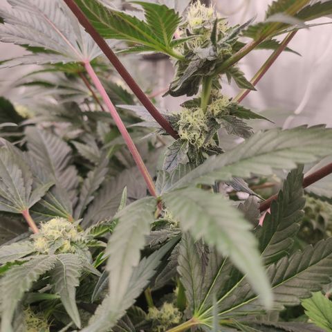 Sunset Paradise Prolo growlog timeline photo