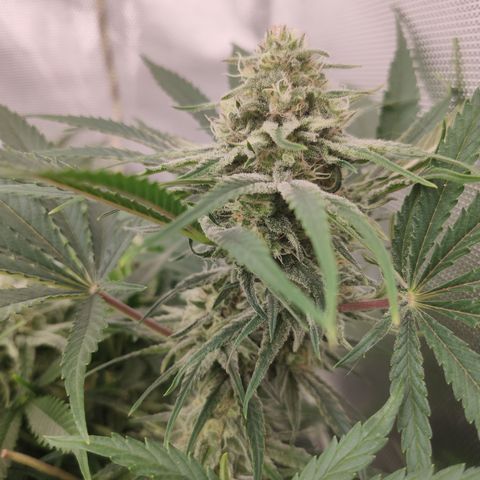 Sugar black rose Prolo growlog timeline photo