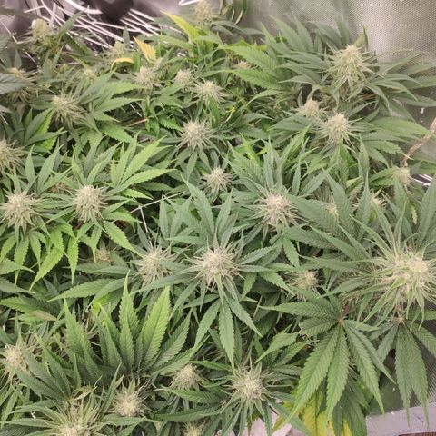 Sugar black rose Prolo growlog timeline photo