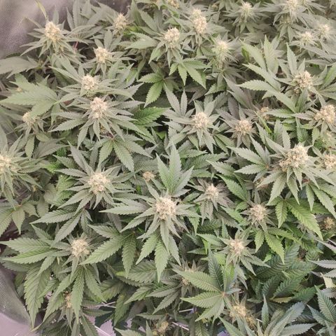 Mandarin Punch SS Prolo growlog timeline photo