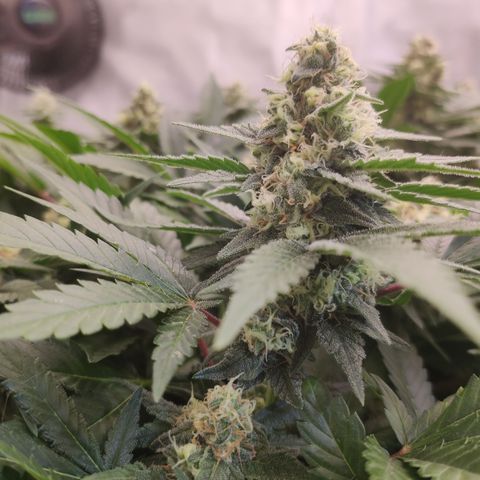 Mandarin Punch SS Prolo growlog timeline photo