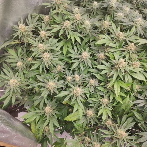 Northern Lights Barney's Prolo growlog timeline photo