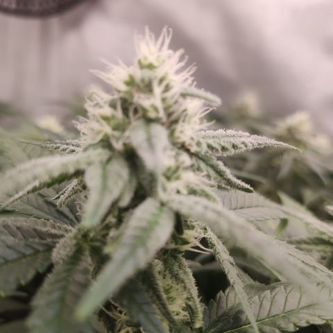 Critical Kush RQS Prolo growlog timeline photo