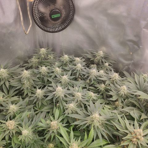 Critical Kush RQS Prolo growlog timeline photo