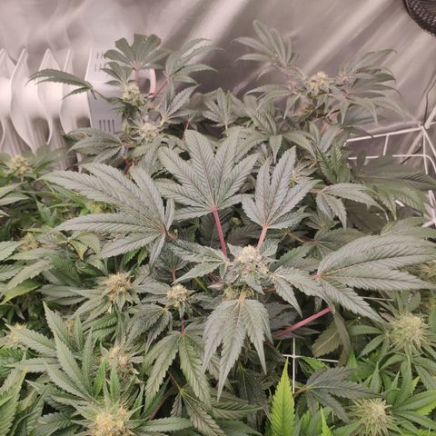 Sunset Paradise Prolo growlog timeline photo