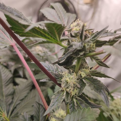 Sunset Paradise Prolo growlog timeline photo